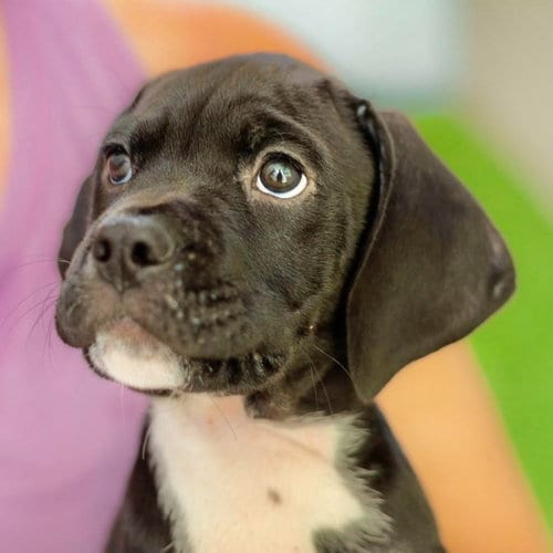 Photo of Shaggy, adoptable Hound in Canton, Connecticut