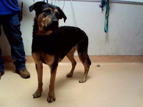 Photo of Koi, adoptable German Shepherd Dog in Martinez, California