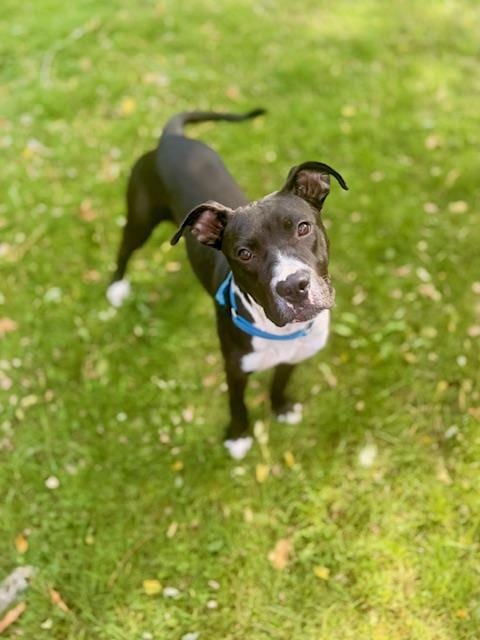 Photo of Jillian, adoptable Boxer in Brewster, Massachusetts