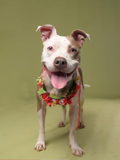 Photo of Howlie, adoptable dog in Atlanta, Georgia