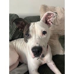 Photo of Spots, adoptable American Pit Bull Terrier in Baton Rouge, Louisiana