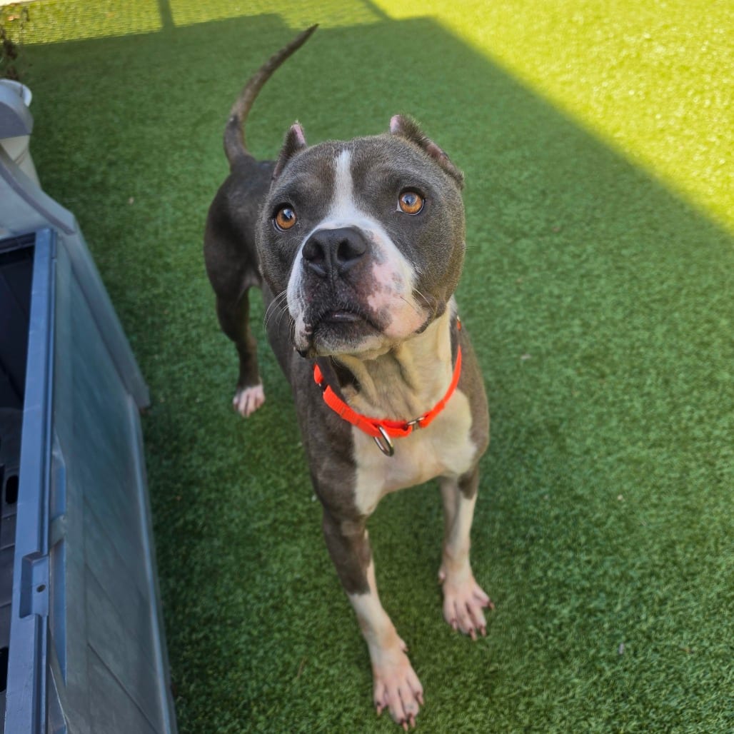 Photo of Nino, adoptable Terrier, Pit Bull in Greensboro, North Carolina