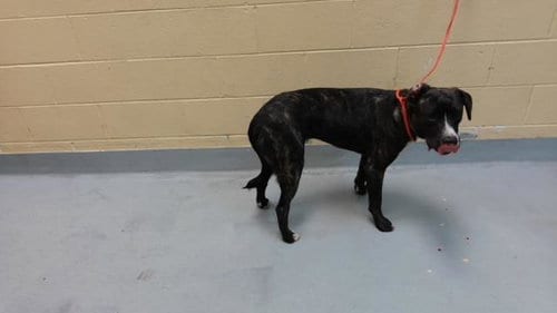 Photo of Davey, adoptable Pit Bull Terrier in Tulsa, Oklahoma