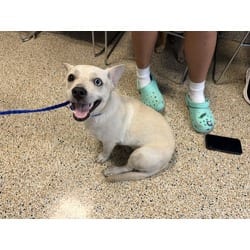 Photo of Coco, adoptable Chihuahua in Doral, Florida