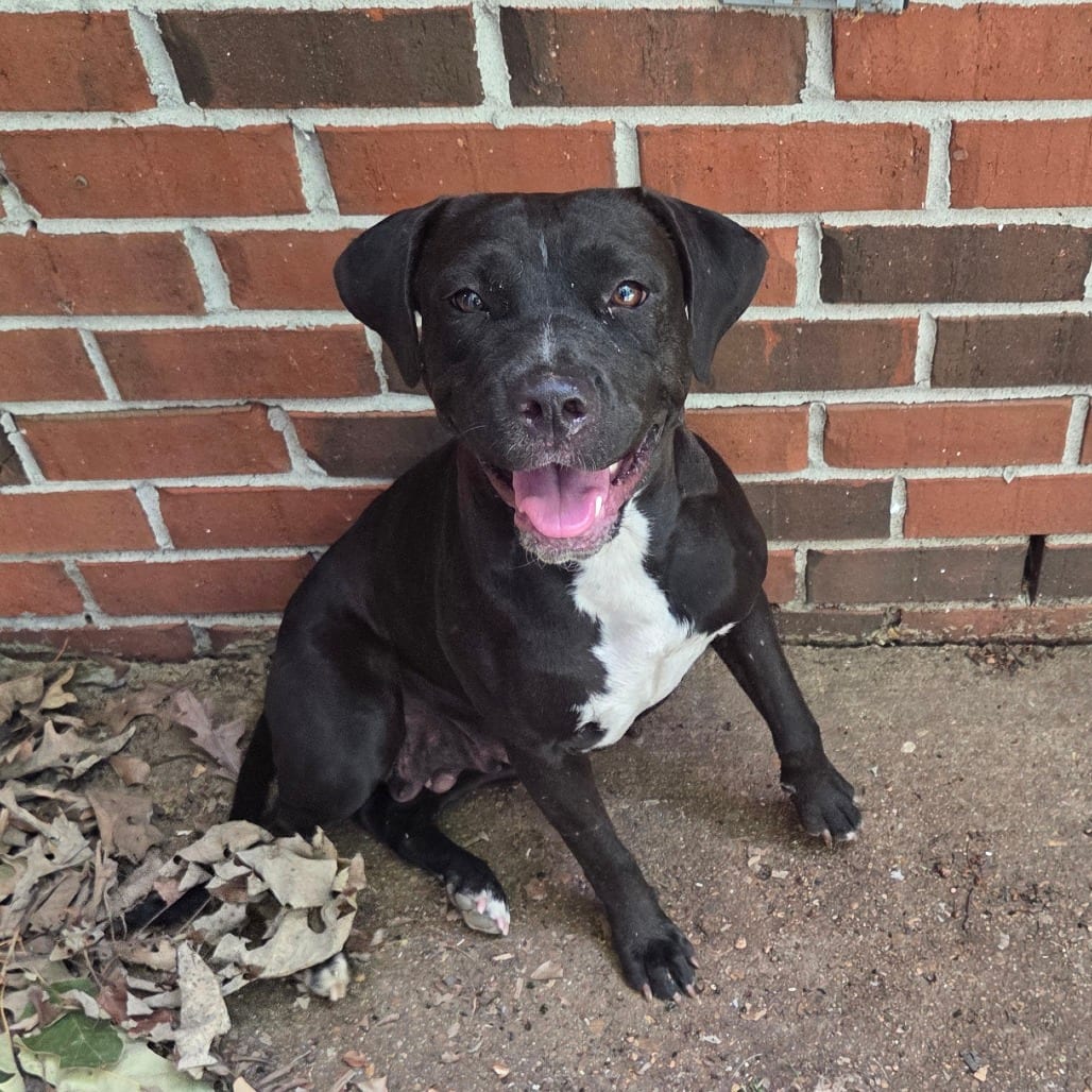 Photo of Maple, adoptable dog