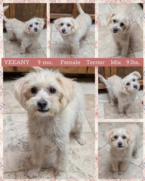 Photo of Veeany, adoptable Terrier in Mesa, Arizona