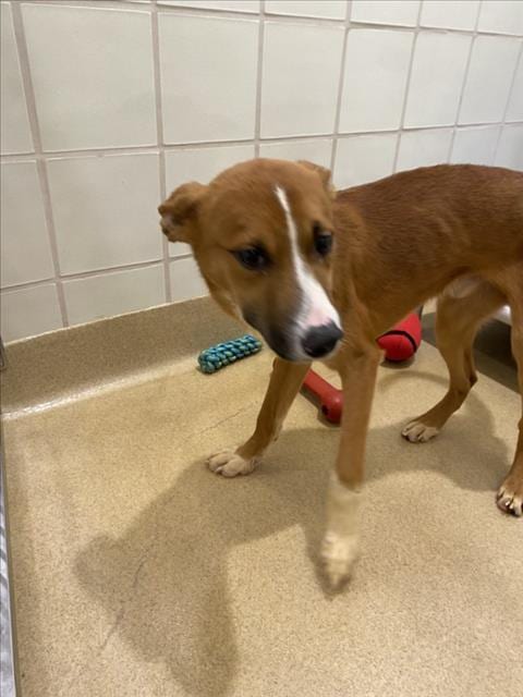 Photo of Rowan, adoptable German Shepherd Dog in Derwood, Maryland