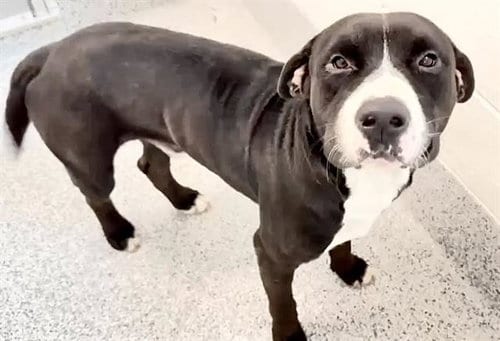 Photo of Ernie, adoptable Pit Bull Terrier in Houston, Texas
