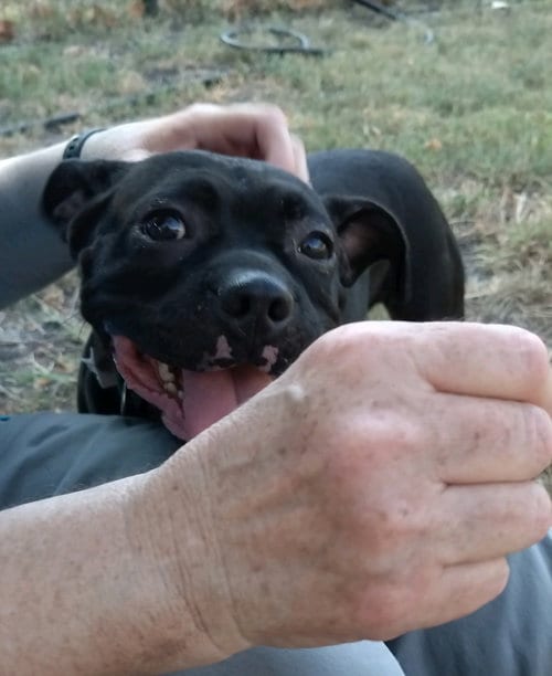 Photo of Hank, adoptable Pug in San Antonio, Texas