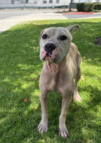 Photo of Leona- In Foster, adoptable Pit Bull Terrier in Redlands, California