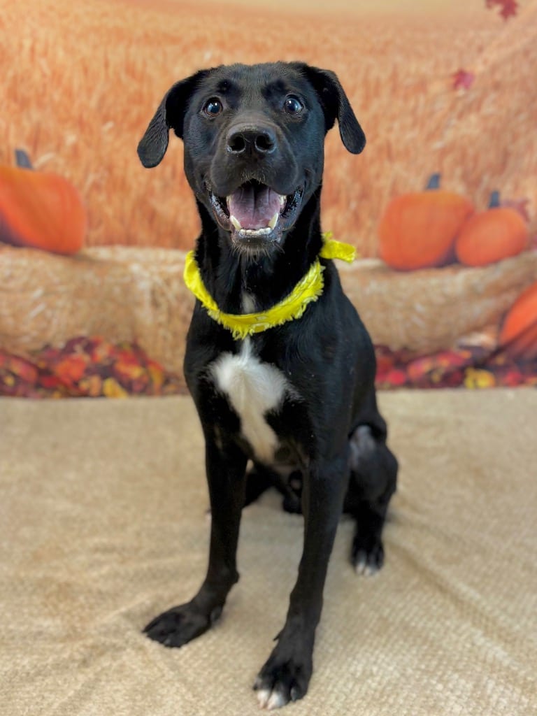 Photo of Benny, adoptable Labrador Retriever in Nacogdoches, Texas