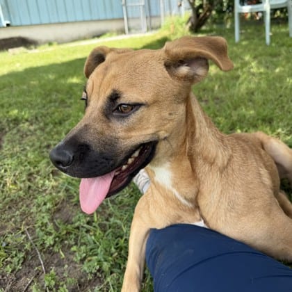 Photo of Mia Farrow (NLOL Training), adoptable Mixed Breed in New Orleans, Louisiana