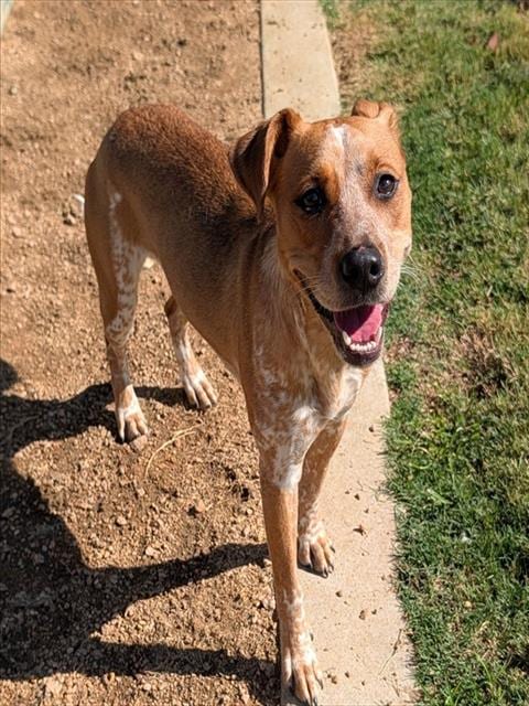 Photo of Amaretto, adoptable Australian Cattle Dog/Blue Heeler in Plano, Texas