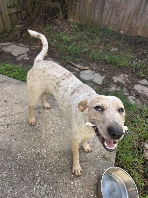 Photo of Missy, adoptable Australian Cattle Dog/Blue Heeler in Conroe, Texas