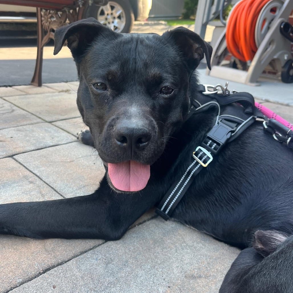 Photo of Liberty Knight, adoptable Retriever, Labrador / Mixed Breed (Large) in Whitestone, New York