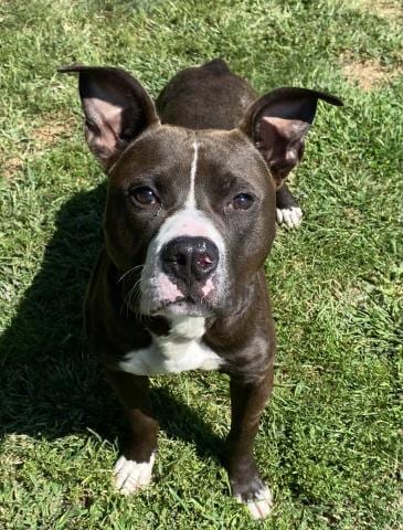 Photo of Ringo, adoptable Pit Bull Terrier in Clinton Township, Michigan