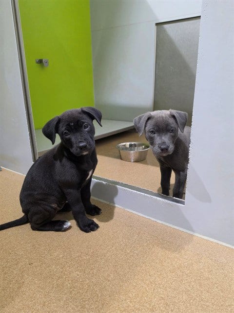 Photo of Raven, adoptable Pit Bull Terrier in St Peters, Missouri