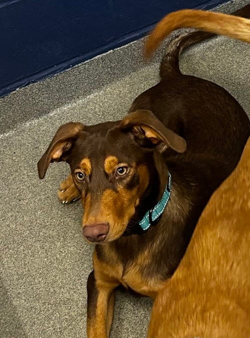 Photo of Eddie 6mo AVA 9/16, adoptable Labrador Retriever in Sterling, Massachusetts