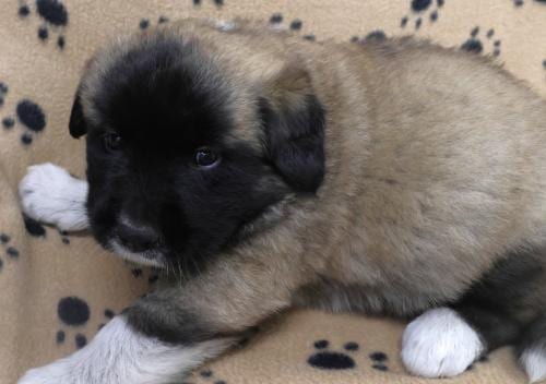 Photo of Ruthie, adoptable German Shepherd Dog in Thief River Falls, Minnesota