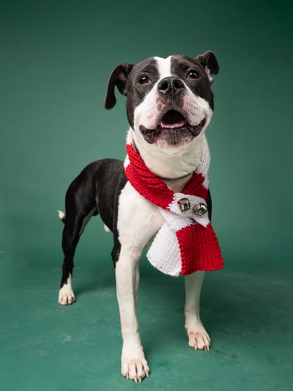 Photo of O' Toole, adoptable dog in Atlanta, Georgia