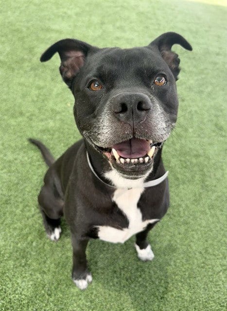 Photo of Loki, adoptable Pit Bull Terrier in Castaic, California