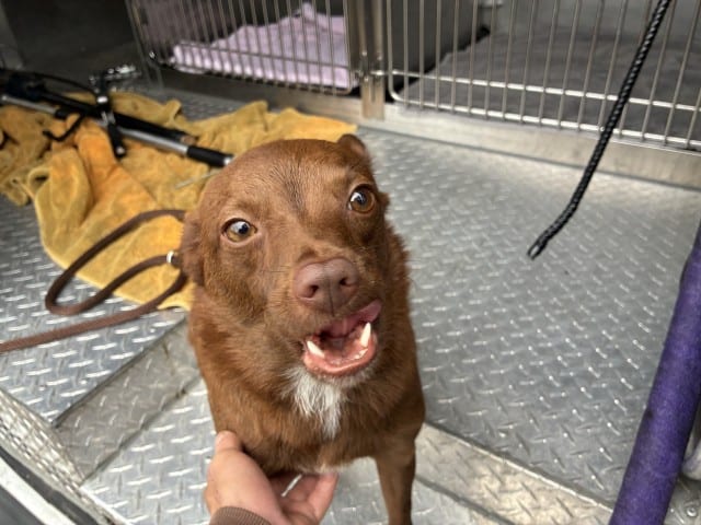 Photo of Toffe Aka Rusty, adoptable Chihuahua - Long Haired in Chicago, Illinois