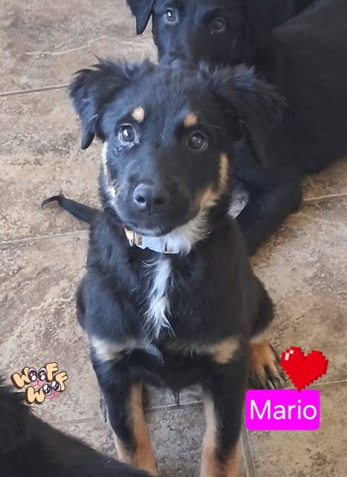 Photo of Mario, adoptable Shepherd in San Diego, California