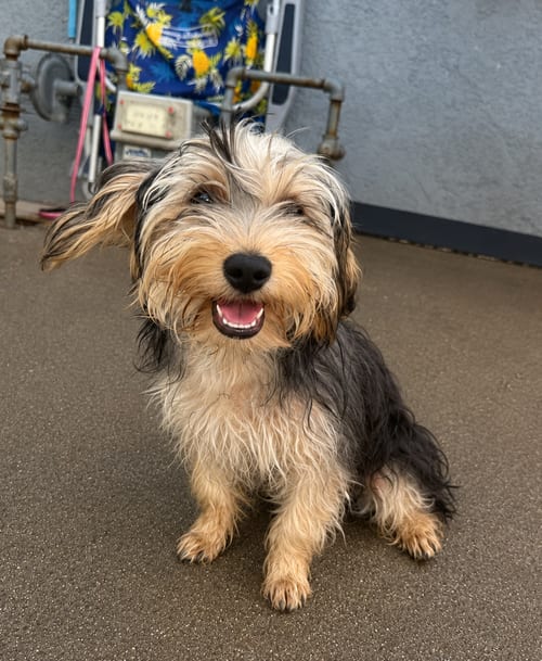 Photo of Artex, adoptable Yorkshire Terrier Yorkie in Inglewood, California