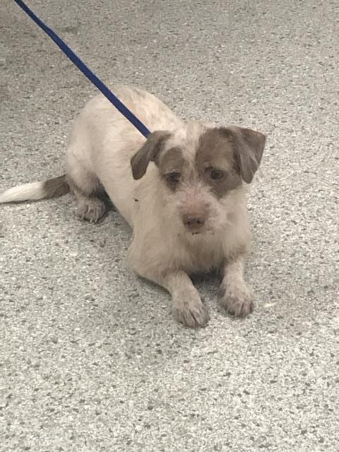Photo of Cupcake, adoptable Dachshund in Conroe, Texas