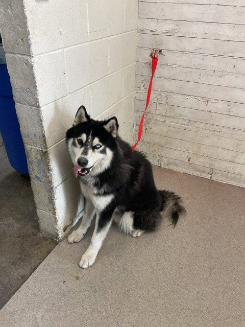 Photo of Mr Wiggles, adoptable Alaskan Malamute in San Bernardino, California