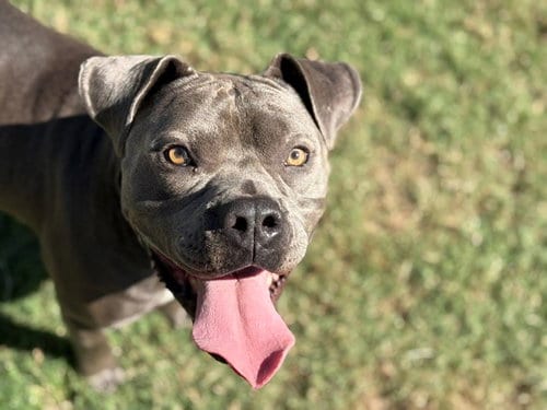 Photo of Mojo, adoptable Pit Bull Terrier in Tulsa, Oklahoma