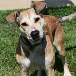 Photo of Penelope, adoptable Mixed Breed (Medium) in Columbus, North Carolina