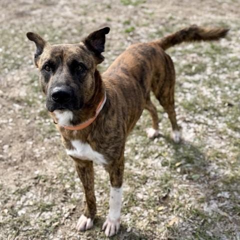 Photo of Swiss, adoptable Plott Hound in Conroe, Texas