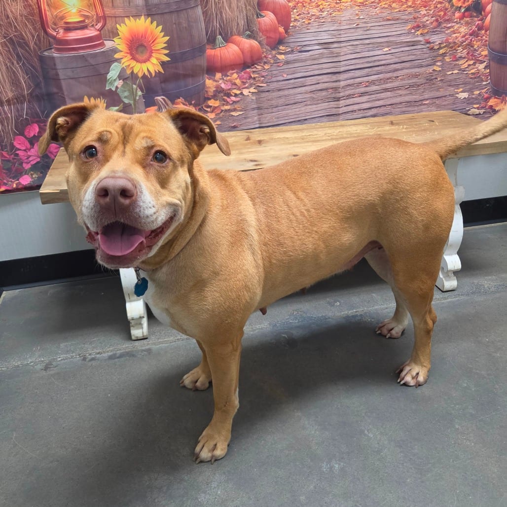 Photo of Lucy, adoptable Mixed Breed (Large) in Normal, Illinois