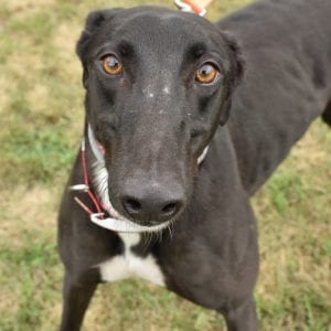 Photo of Ts Speedster, adoptable Greyhound in Grandville, Michigan
