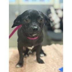 Photo of Swaggy, adoptable Chihuahua in Jurupa Valley, California