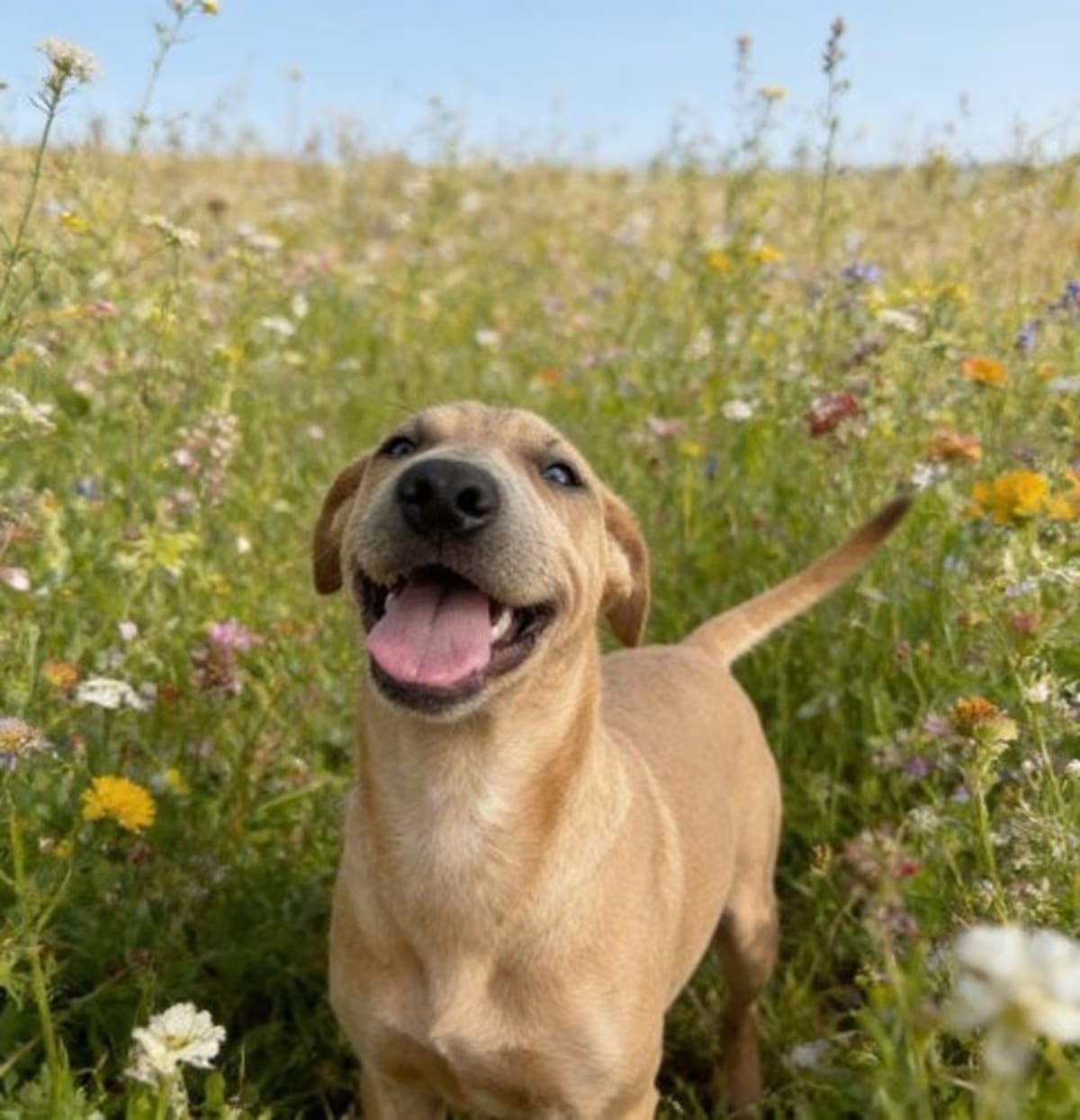 Photo of Toffee, adoptable Labrador Retriever/Boxer in Queen Creek, Arizona