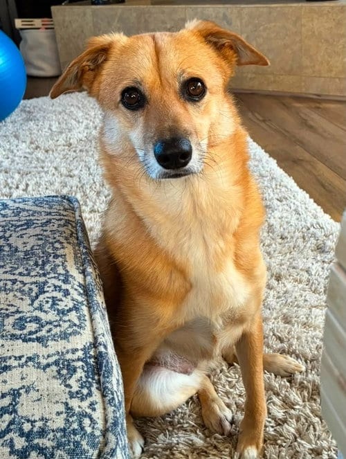Photo of Yuzu, adoptable Jindo (Korean) in Hudson, New York