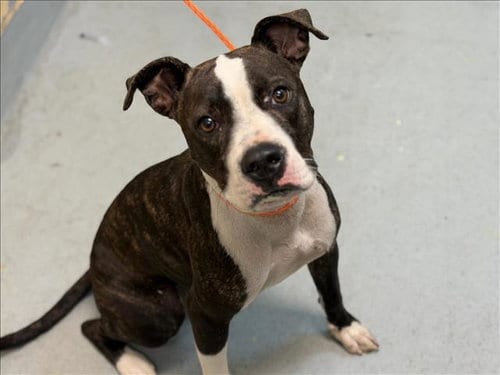 Photo of Pike, adoptable Pit Bull Terrier in Tulsa, Oklahoma