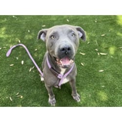 Photo of Luna, adoptable American Pit Bull Terrier in Chatsworth, California