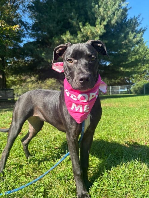 Photo of Aj, adoptable American Staffordshire Terrier in Front Royal, Virginia