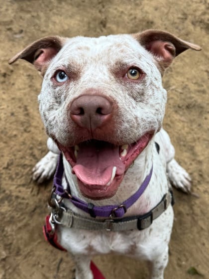 Photo of Milo Monroe (Deaf), adoptable Bulldog, American/Mix in Annapolis, Maryland