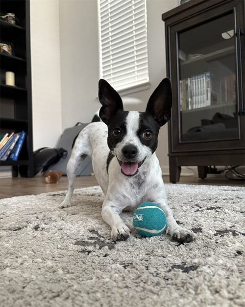 Photo of Audrey, adoptable Chihuahua in Davis, California