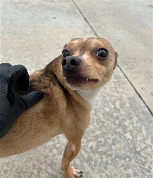Photo of Logan, adoptable Chihuahua in Geneva, Illinois