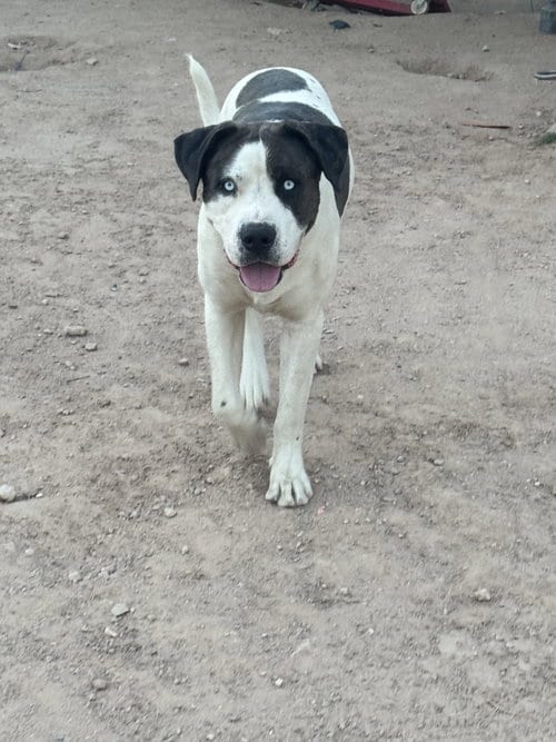 Photo of Blu, adoptable Australian Shepherd in Tucson, Arizona