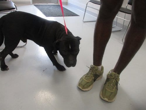Photo of Harry, adoptable American Pit Bull Terrier in Ocala, Florida