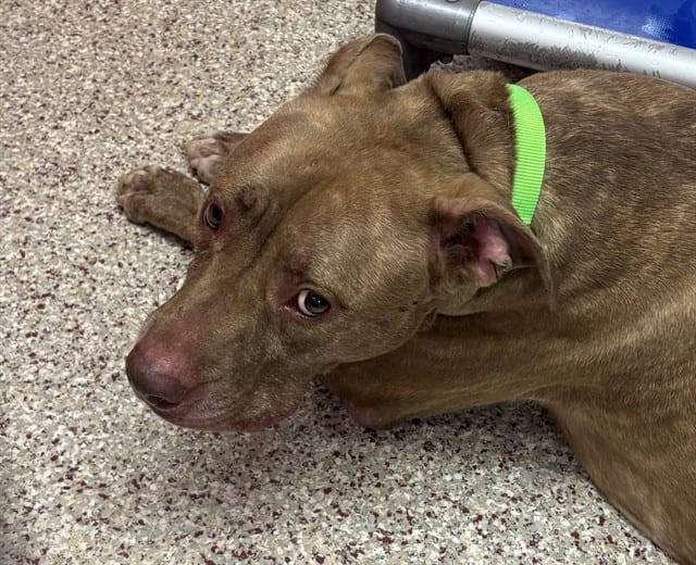 Photo of Lana, adoptable dog