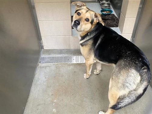 Photo of Hugo, adoptable German Shepherd Dog in Orange, California