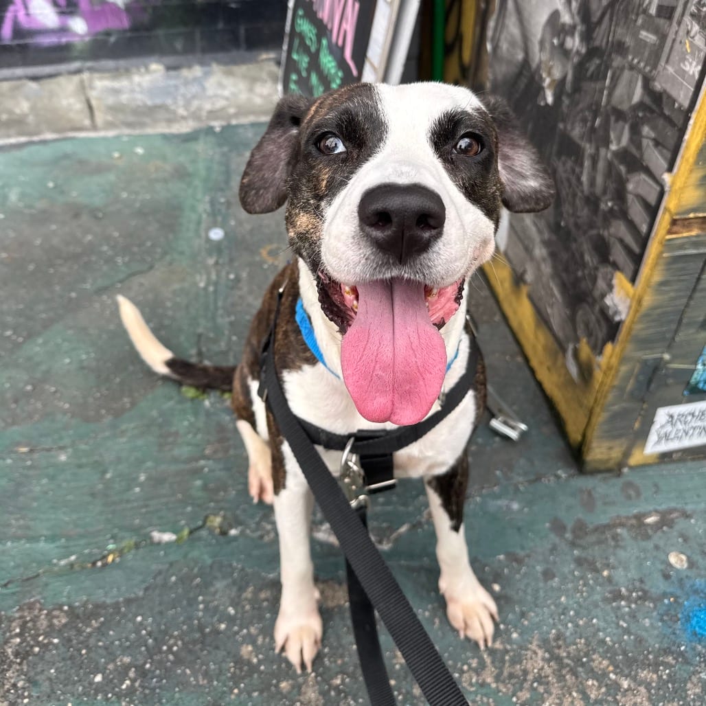 Photo of Rosie Posie, adoptable Hound / Mixed Breed (Medium) in Jersey City, New Jersey