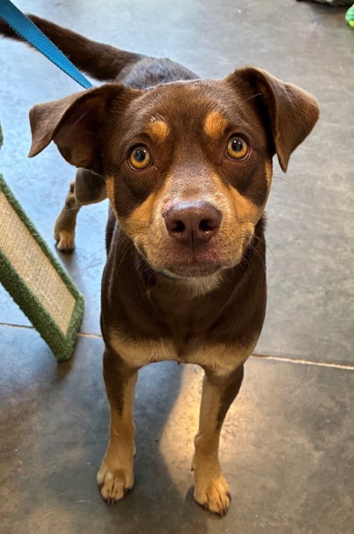 Photo of Bojangles, adoptable Australian Kelpie in Newcastle, Oklahoma